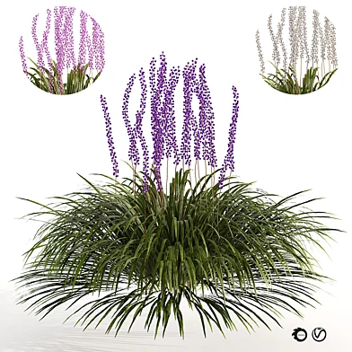 flowering Liriope Muscari Lily Turf