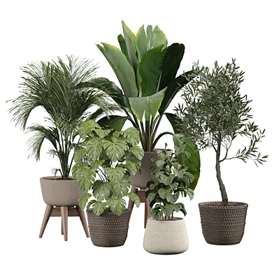 indoor Plant 438