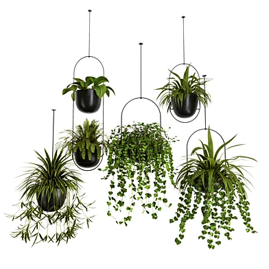 Indoor Plants Hanging Plants set62