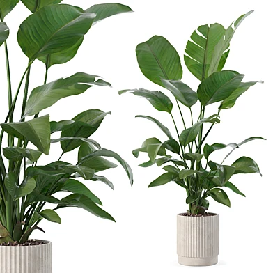 Plants collection 146 - strelitzia 09