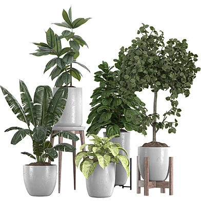 Indoor Plant Set 49