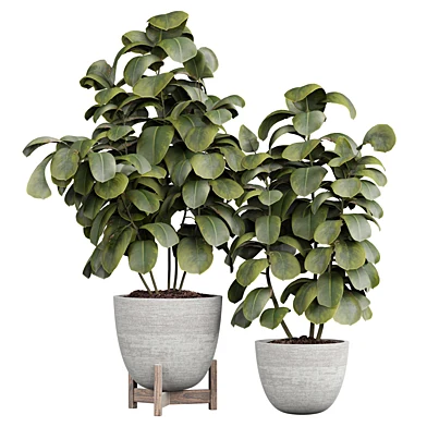 indoor Plant 448