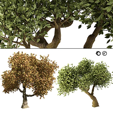 Summer and Fall Trees 3D Model Pack
