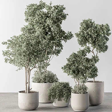 Indoor Plant 634 -Tree in Pot
