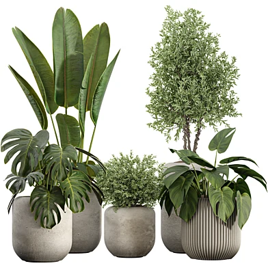 Indoor Plant Set 63