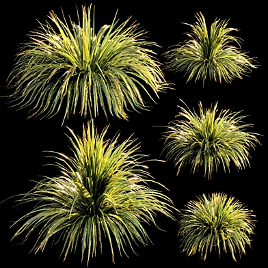 ornamental grass 002