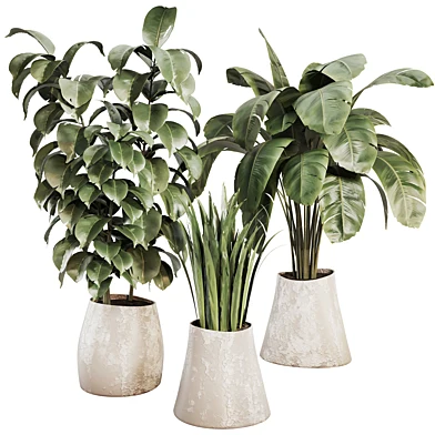 indoor plant - 07