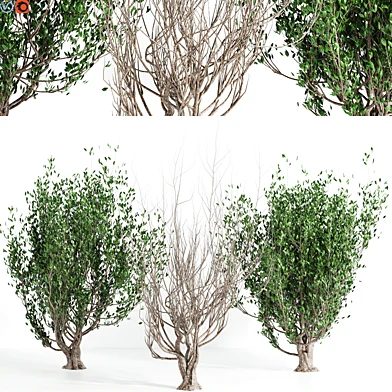 Tree set 04