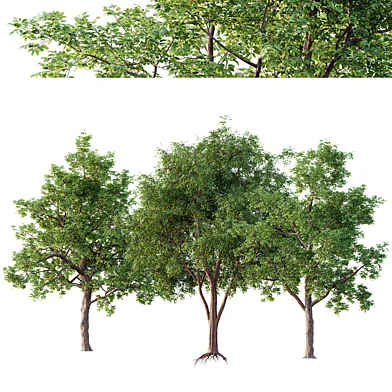 American Elm and Ash Tree