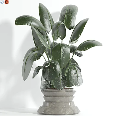 Indoor plant 95