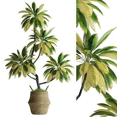 Indoor Potted Plants 15
