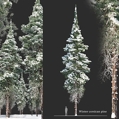 Winter corsican pine