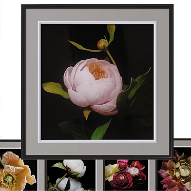 PEONIES 2