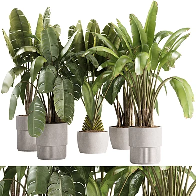 indoor plants - 36 plant collections in pot