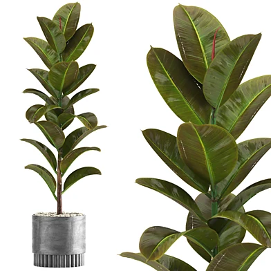 indoor plant set039