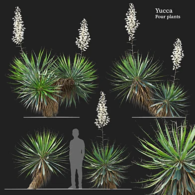 Yucca plant 03