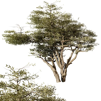 tree vol 14