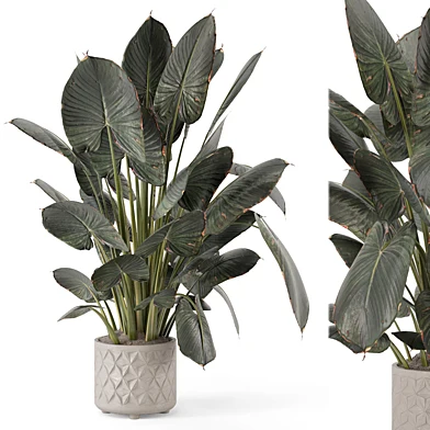 Indoor Plant in Ferm Living Bau Pot Large - Set 2082