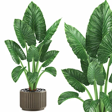 indoor plant set044