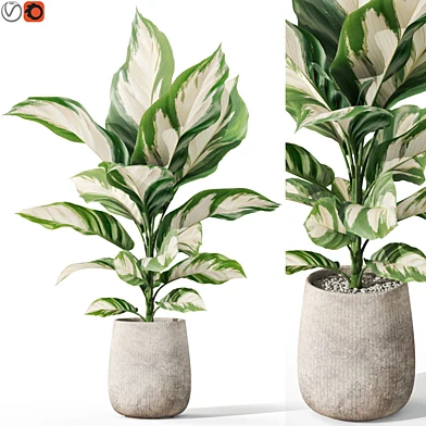 Plants collection 1063