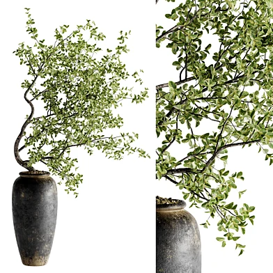 Indoor Bonsai Plants 42