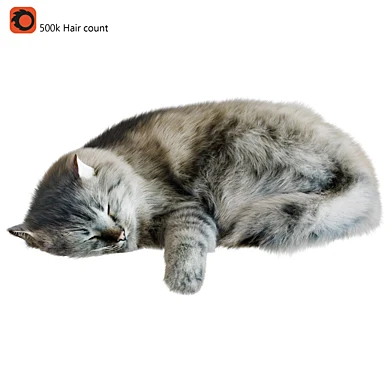 Cat Corona