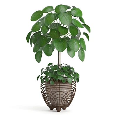 Indoor plant Pilea in basket pot