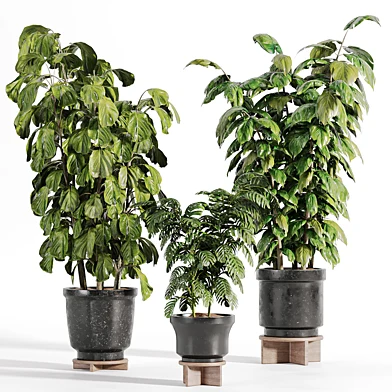 indoor plants 18