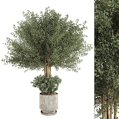 Indoor Plant in Pottery Pot