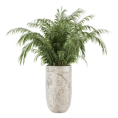 Indoor Cycas Revoluta plant