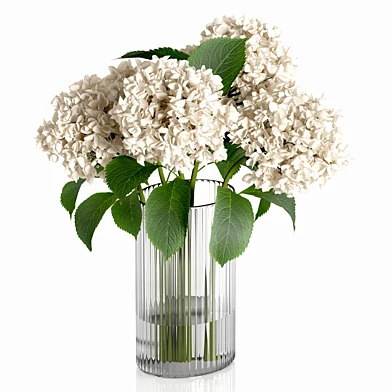 Decorative Plants 36-Hydrangea1