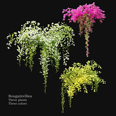 Bougainvillea 05