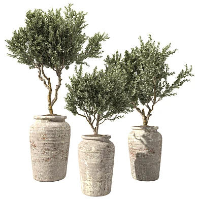 Indoor Plant Set 106