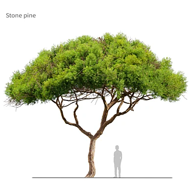 Stone pine 06