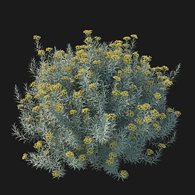 Helichrysum italicum 01