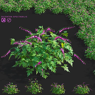 Дицентра великолепная цветы | Dicentra spectabilis