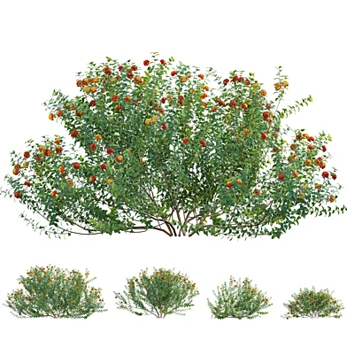 Lantana camara - Shrub Verbena
