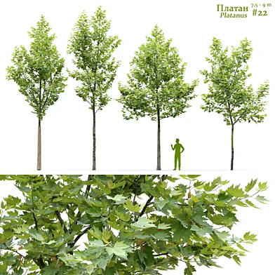 Платан / Sycamore / Platanus #22