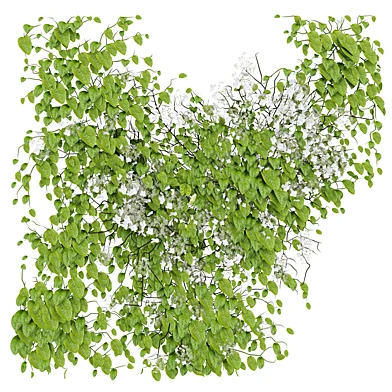 Ivy Climbing Flower