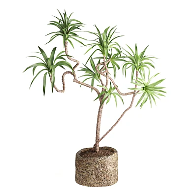 Indoor Plant Yucca set20