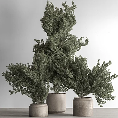 Indoor Plant 789- Bush in Pot