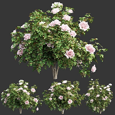 Rose bushes collection vol 74