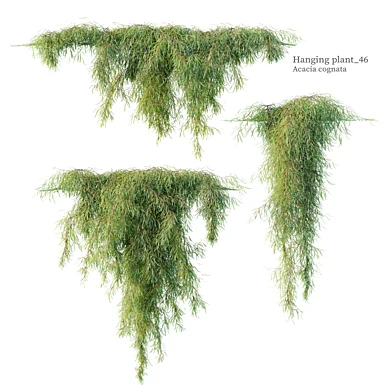 Hanging Plant 46