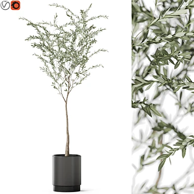Plants collection 1155