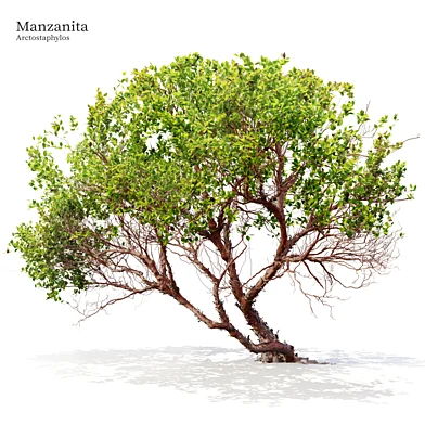 Manzanita