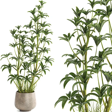 indoor plant set084