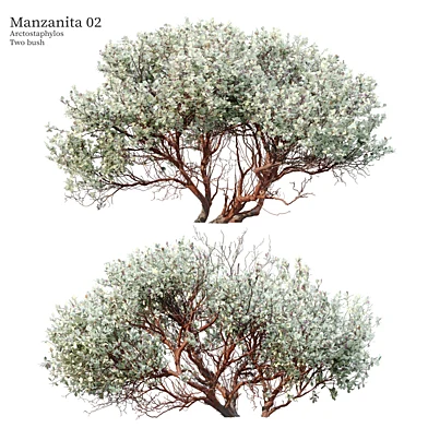 Manzanita 02