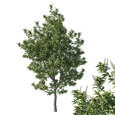 Prunus lusitanica tree
