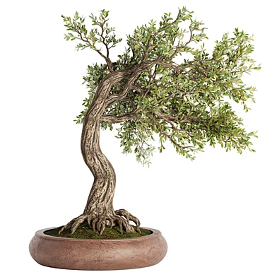 Indoor Plant Set 033
