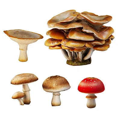 Mushroom set 02